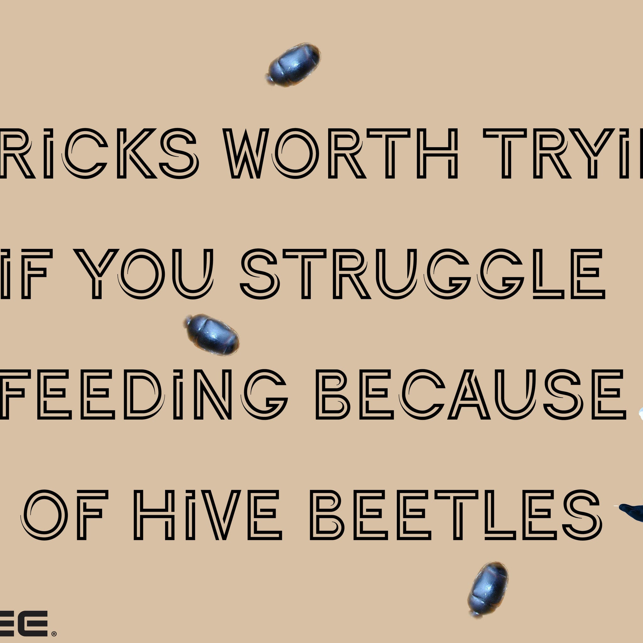 5 tricks worth trying if you struggle feeding because of hive beetles: