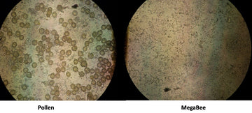 Side by side comparison of a bee's gut digesting MegaBee versus one digesting pollen