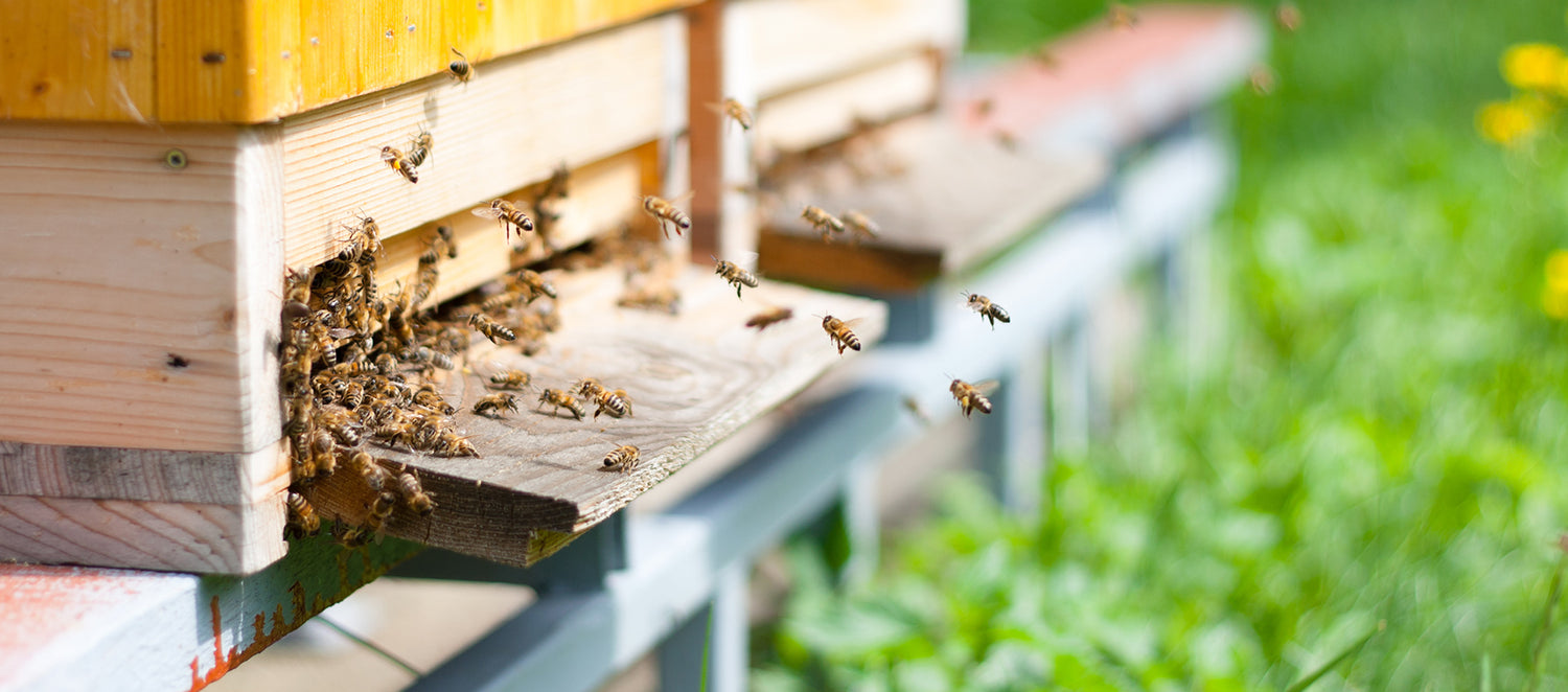 The entrance of a hive as honey bees return