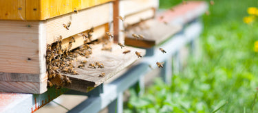 The entrance of a hive as honey bees return