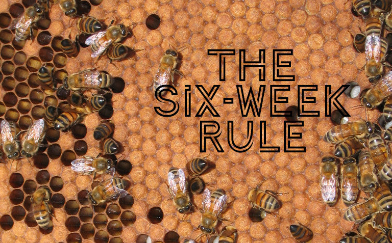 The Secret to Growing Your Hive: The Six-Week Rule