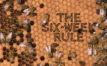 The Secret to Growing Your Hive: The Six-Week Rule