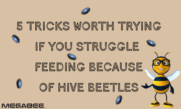 5 tricks worth trying if you struggle feeding because of hive beetles: