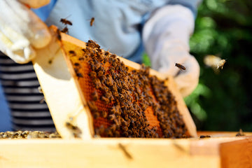 A beautiful frame of brood being pulled out of the hive by a beekeeper