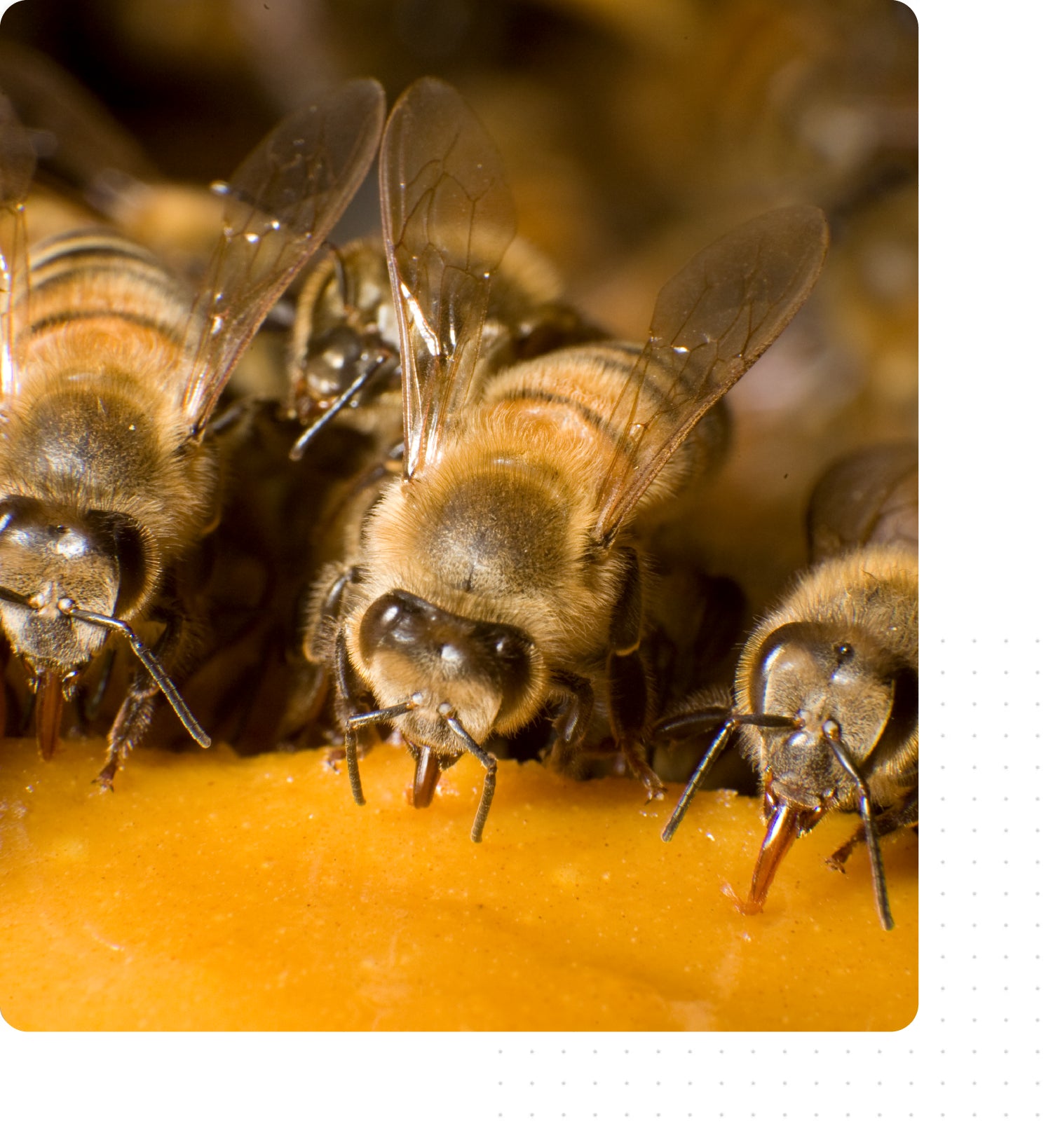 Three bees lined up licking a MegaBee patty
